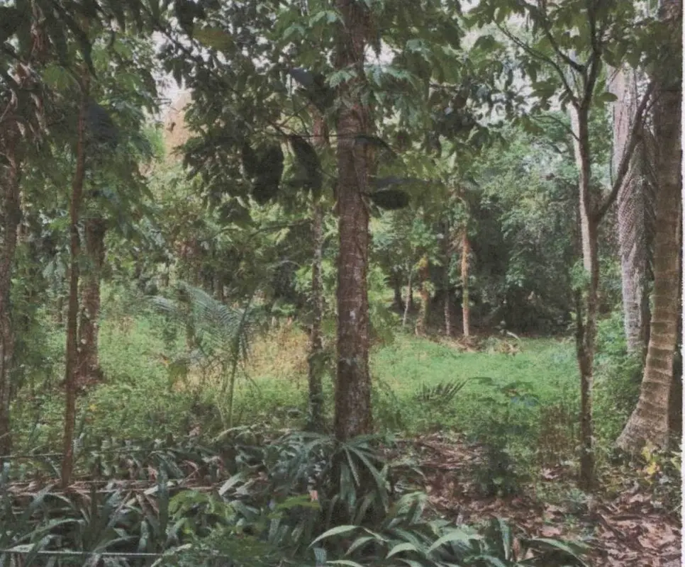 Auction Land Lipa Noi 274 sqm