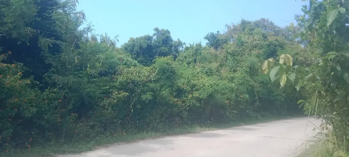 Sale Land 4968 sqm Na Mueang 21875000 Baht