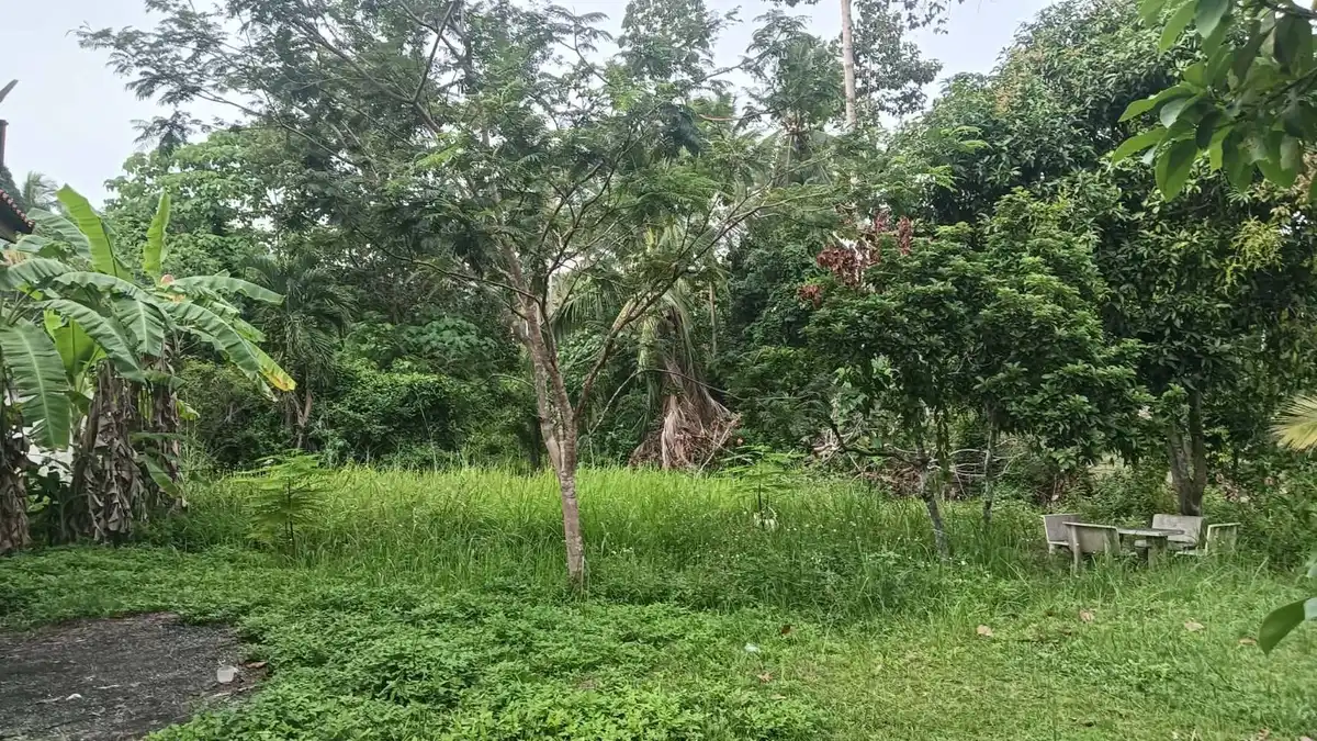 Sale Land 3200 sqm Na Mueang 3.5 million Baht / 1600 sqm