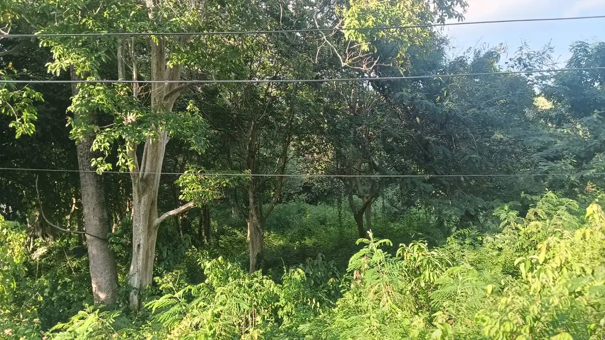 Sale Land 9456 sqm Na Mueang 6 million Baht / 1600 sqm