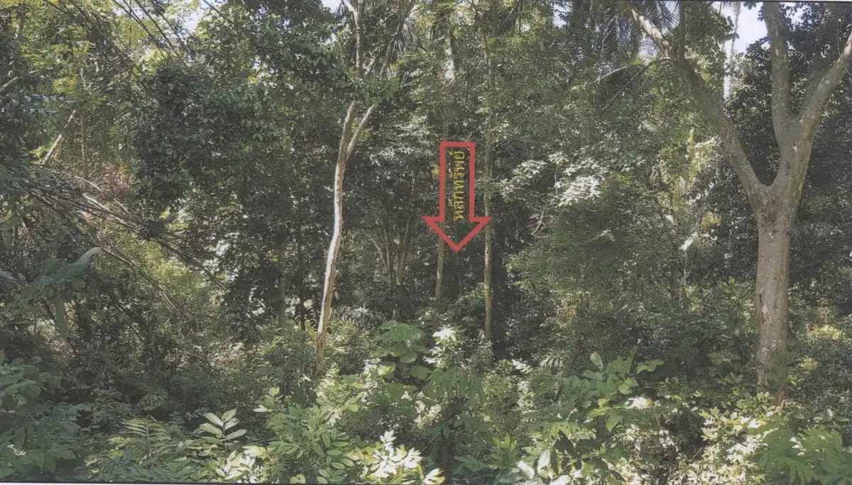 Auction Land Bo Put 209 sqm mountain view