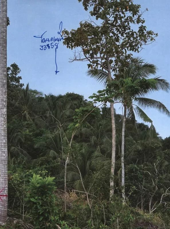 Auction Land Taling Ngam 78766sqm