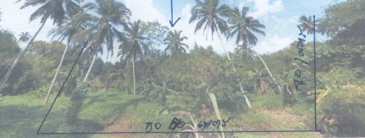 Auction Land Ang Thong 1754 sqm mountain view